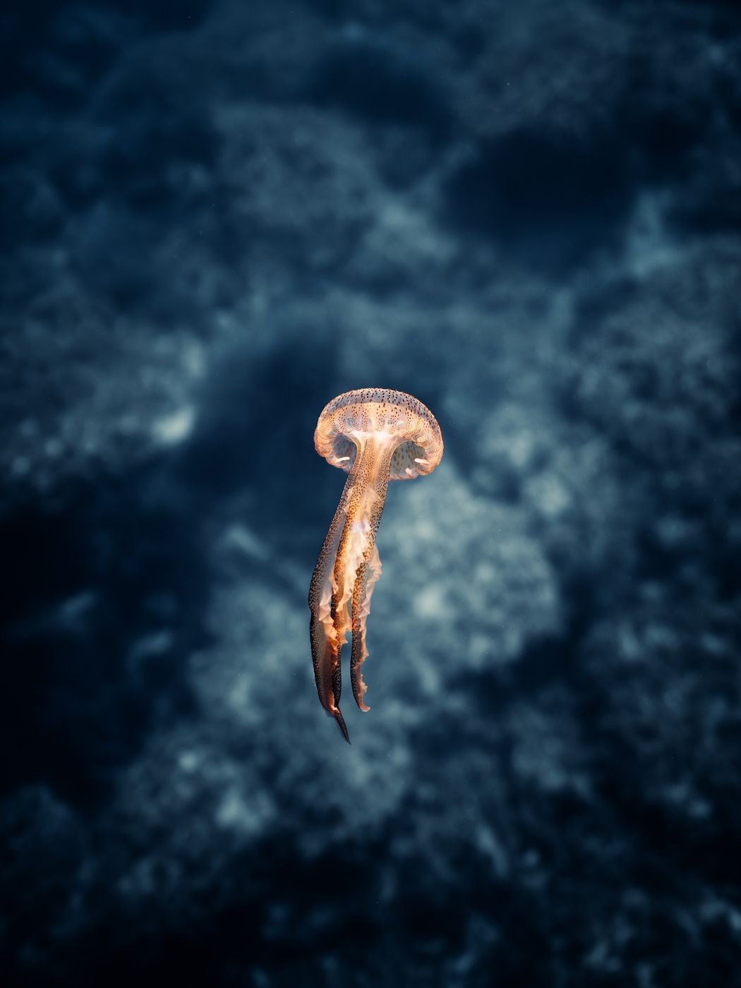 Jellyfish drifting in dark blue water
