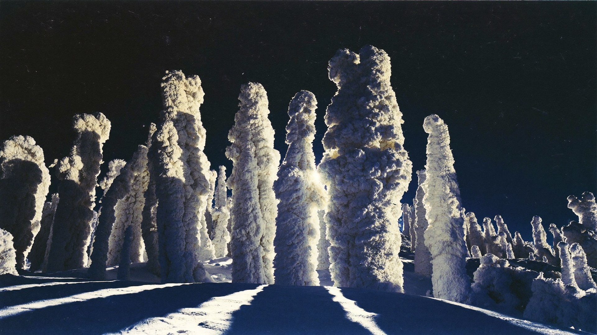Frost-covered trees in deep snow at Hakkoda