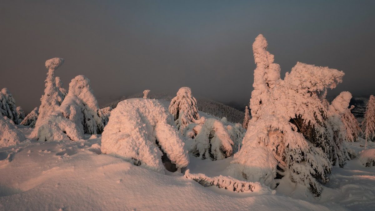 Moodboard: frost-covered trees at sunset
